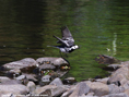 piedwagtail